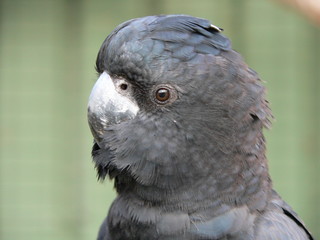 cockatoo