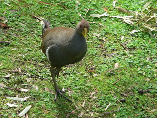 tasmanian native hen