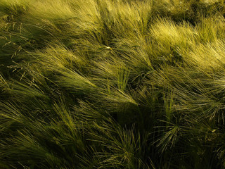 barley at sunset