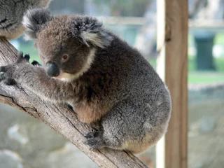 Stickers meubles Koala koala