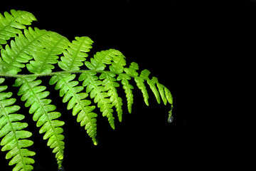 fern leaf