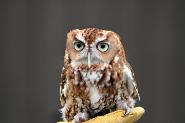 a pygmy owl at the zoo.