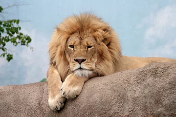 Photo sur Plexiglas Lion l& 39 alésage du lion