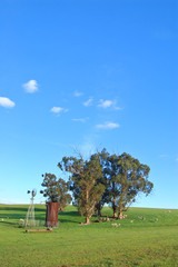 sheep grazing on the hillside
