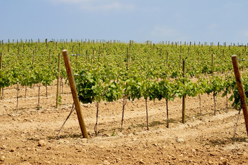Fototapeta na wymiar vineyard in catalonia, spain