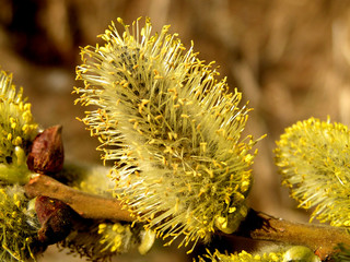 yellow willow © Pali A
