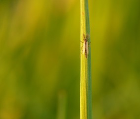 insect