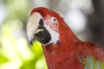 loro3501