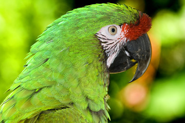 loro3493