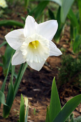 Fototapeta premium narcissus.