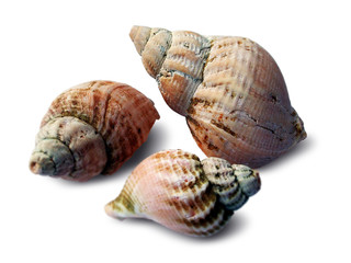 shells