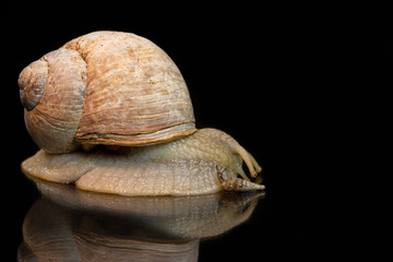 schnecken
