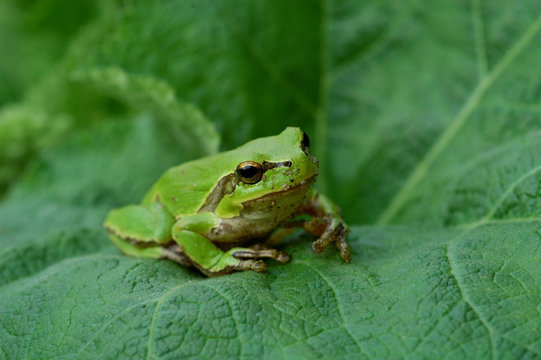 small tree frog