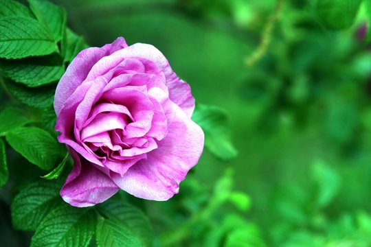 Rose-Garden Images – Browse 175 Stock Photos, Vectors, and Video ...