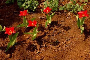 tulip bed