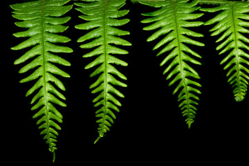 four fern leaves