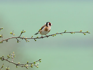 tiny goldfinch