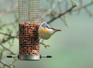 nuthatch