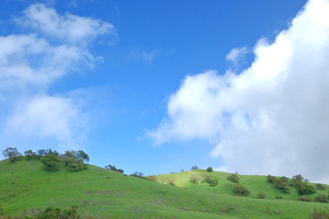 verdant hillside