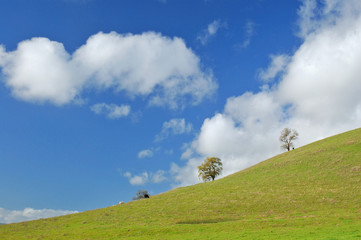 verdant hillside