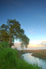 Obraz premium oak trees in spring