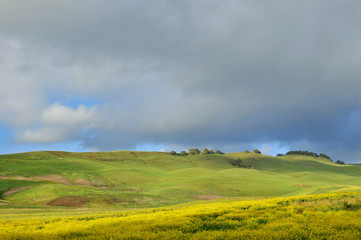 Fototapeta na wymiar meadow in springtime