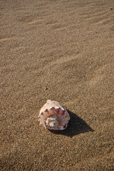 Fototapeta na wymiar seashell on the beach