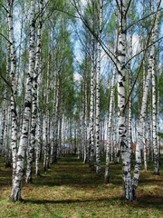 Acrylic prints Birch grove birch grove 3