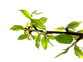 bird cherry 1