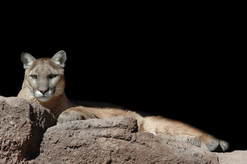 lounging lion