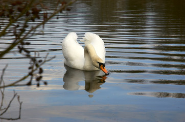 mute swan