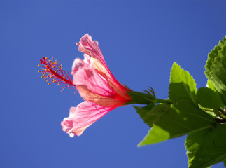 hibiscus