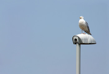 seagull on light