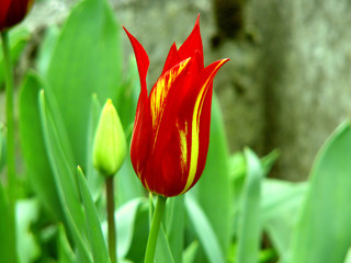 geflammte tulpe