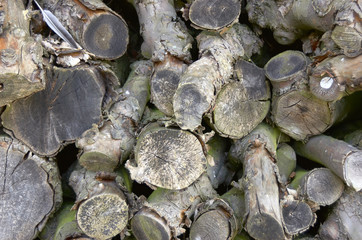 logs