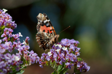 red admiral