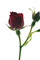 Obraz premium rose rouge
