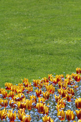 tulip and lawn