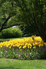tulips and garden