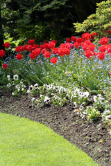 lawn and tulips