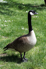 wild goose