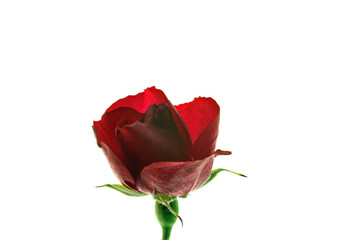 Obraz premium rose rouge