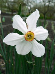 narcissus