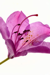 Fototapeta na wymiar rododendron