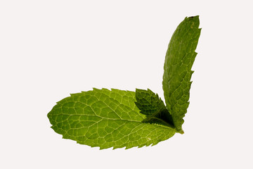 menthe © Claude Calcagno