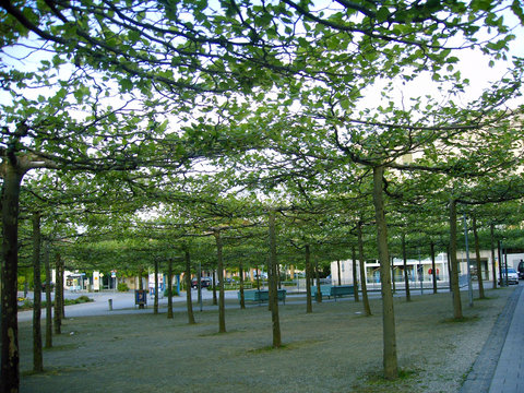 bl&auml;tterdach