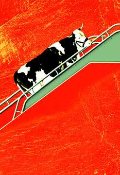 exportation de vaches