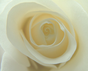 rose blanche