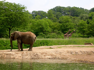 an elephant and two giraffes at the pittsburgh zoo