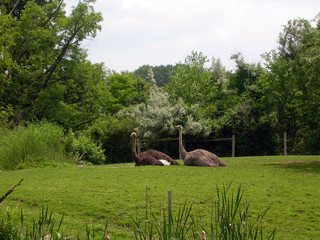 two ostrich at the pittsburgh zoo